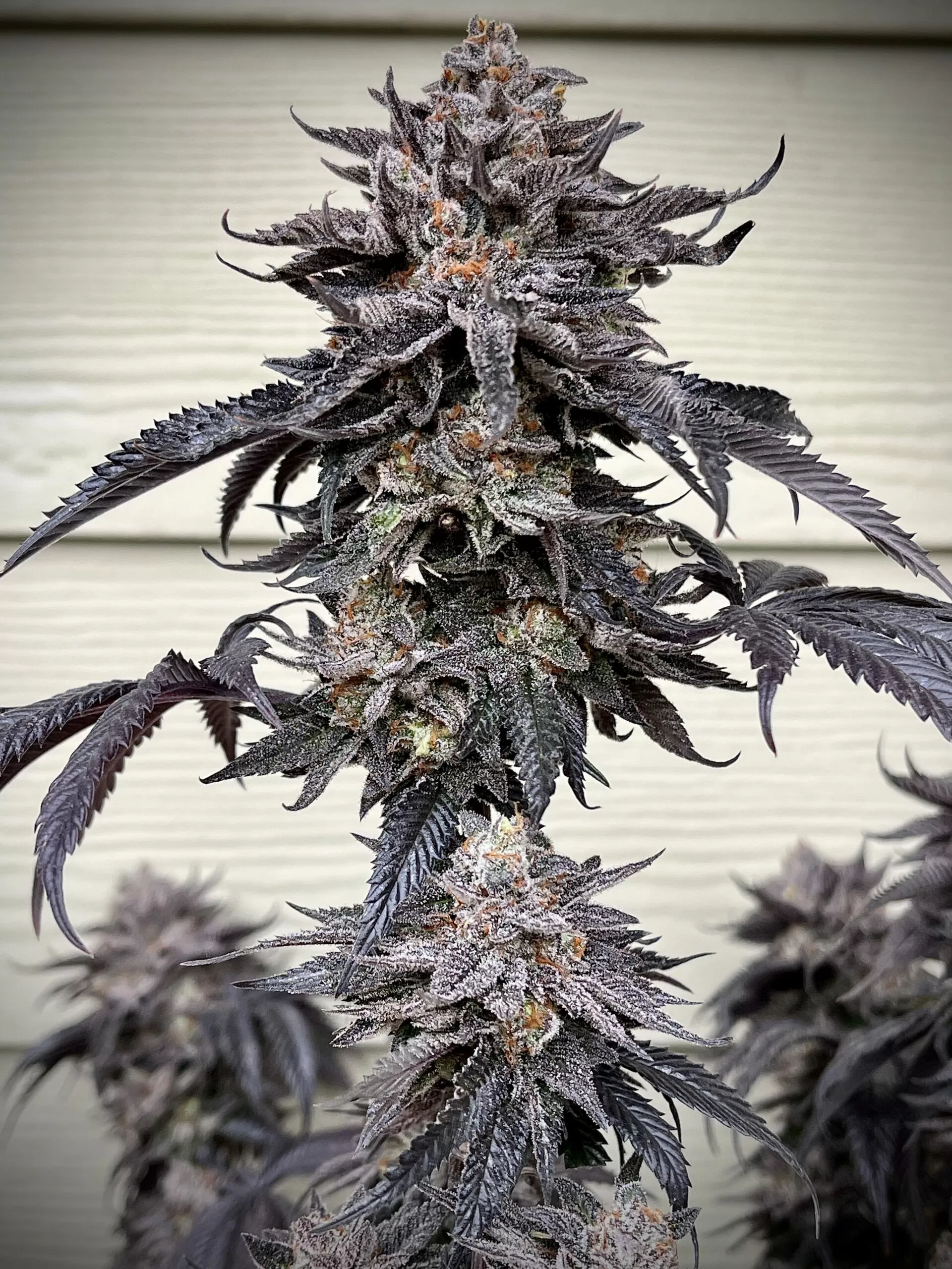 Umami Seeds - Zodaza x6 Fem
