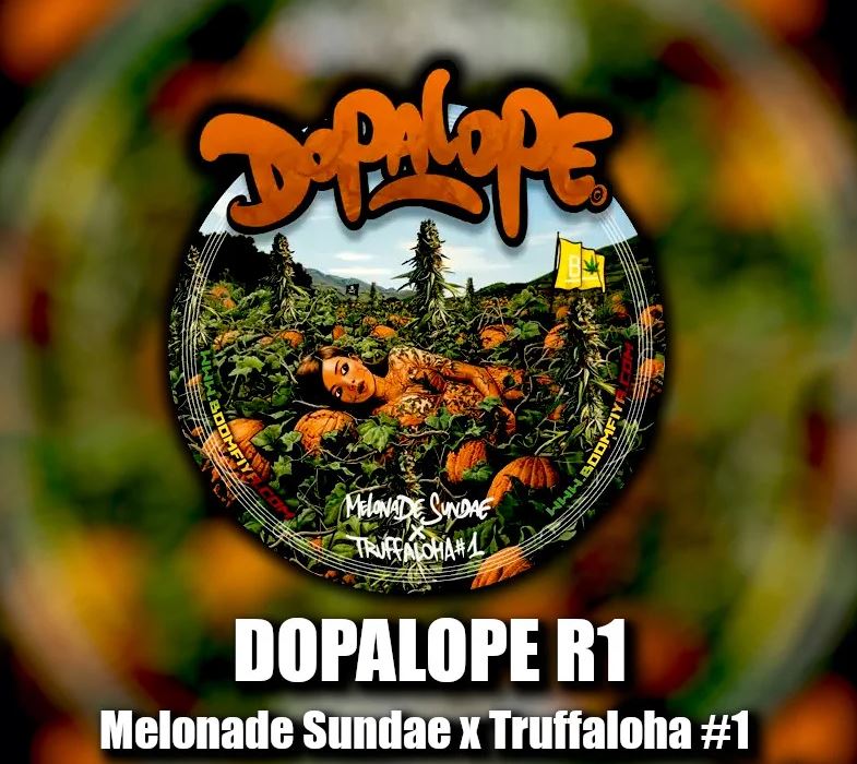 Beleaf Seeds – Dopalope x5 Fem