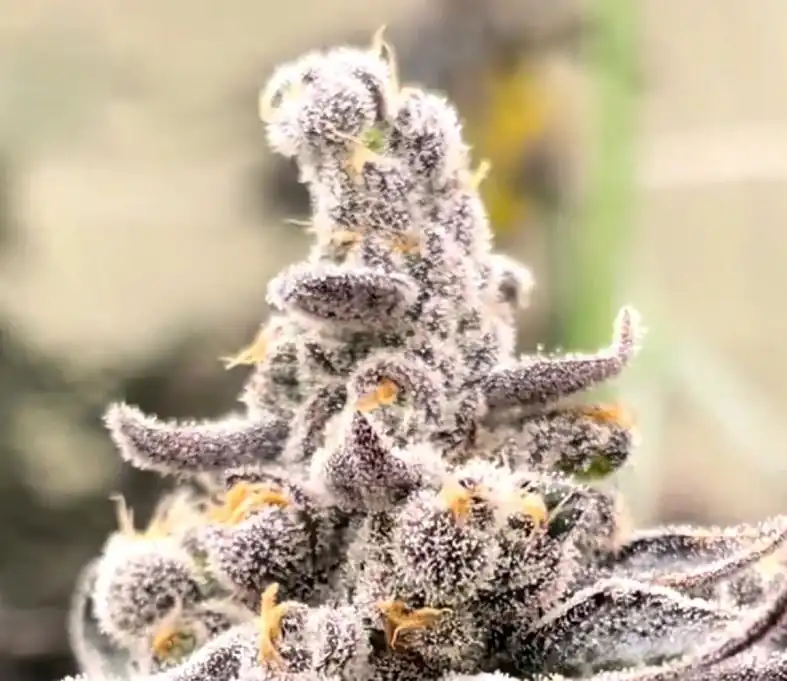 Beleaf Seeds - Divine Truffle x10 Fem