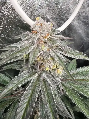 InHouse Genetics - Drip City x12 Fem + 12 Reg ( Freebie )