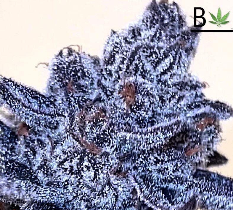 Beleaf Seeds – Fruit by the Foot x10 Fem