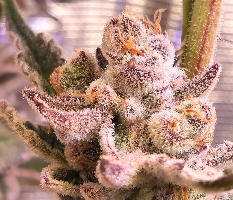 Beleaf Seeds – Keeper of The Treats x5 Fem