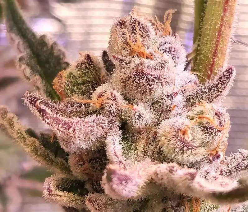 Beleaf Seeds - Keeper of The Treats x5 Fem