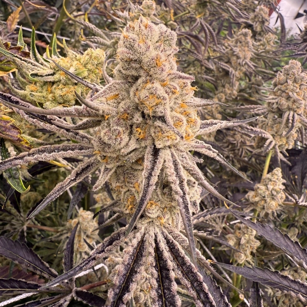 InHouse Genetics - Platinum IX x12 Fem + 12 Reg ( Freebie )