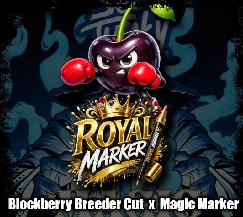 Beleaf Seeds - Royal Marker x10 Fem