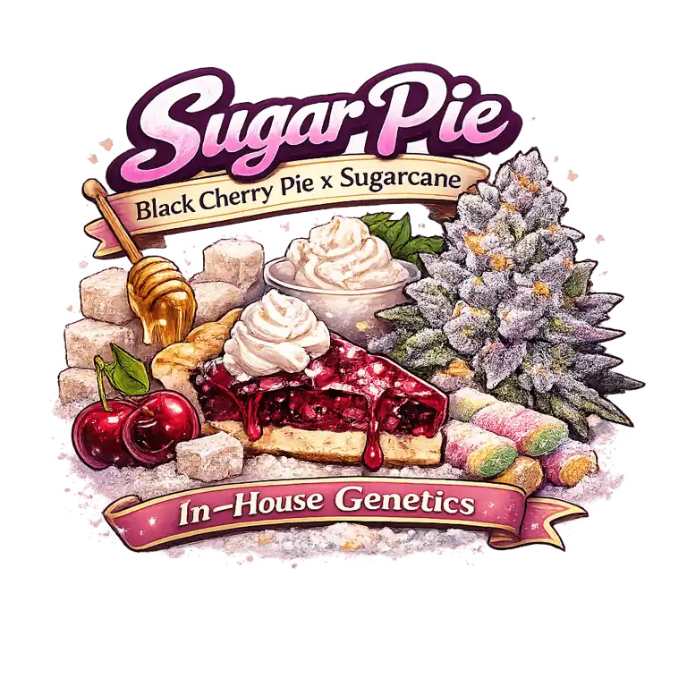 InHouse Genetics - Sugar Pie x12 Fem + 12 Reg ( Freebie )