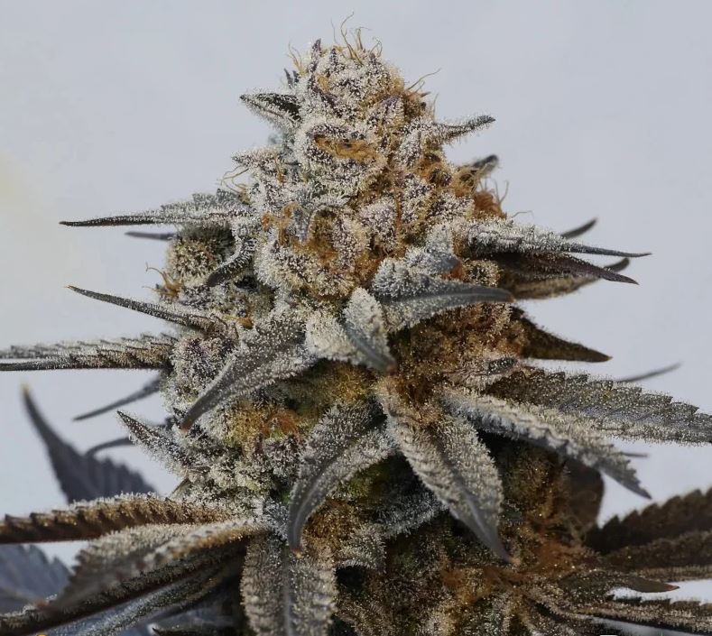 Beleaf Seeds – Truffle Jordan x10 Fem