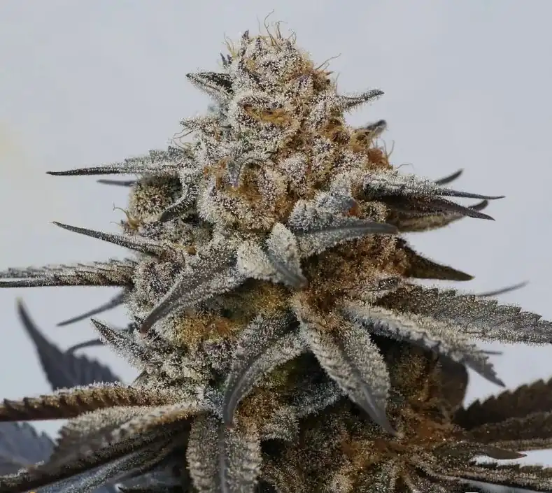 Beleaf Seeds - Truffle Jordan x10 Fem