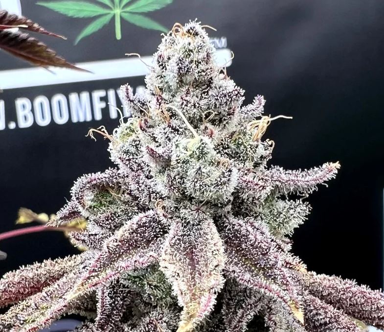 Beleaf Seeds – Tsunami Mami x10 Fem