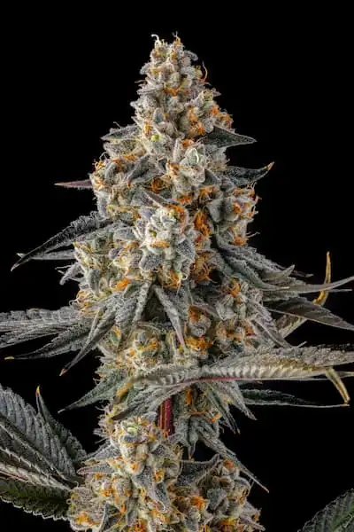 Compound Genetics - La Llorona x7 Fem