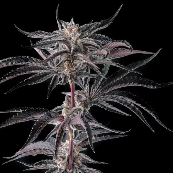 Compound Genetics - Nakamarra x13 Fem