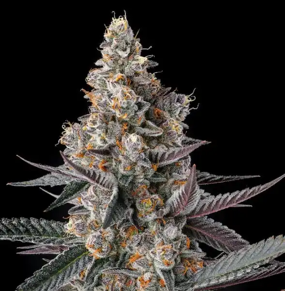 Compound Genetics - Shake Back x13 Fem