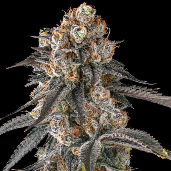 Compound Genetics – Solazo x7 Fem