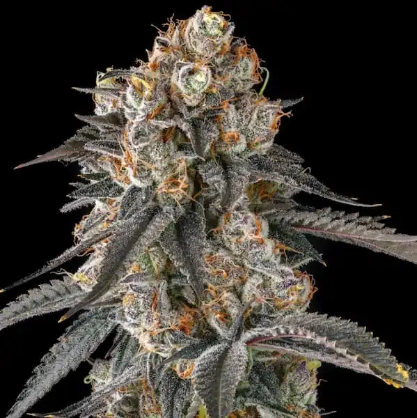 Compound Genetics - Solazo x7 Fem