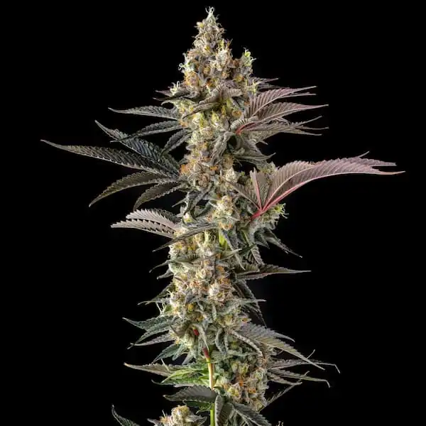 Compound Genetics - Tostones x7 Fem