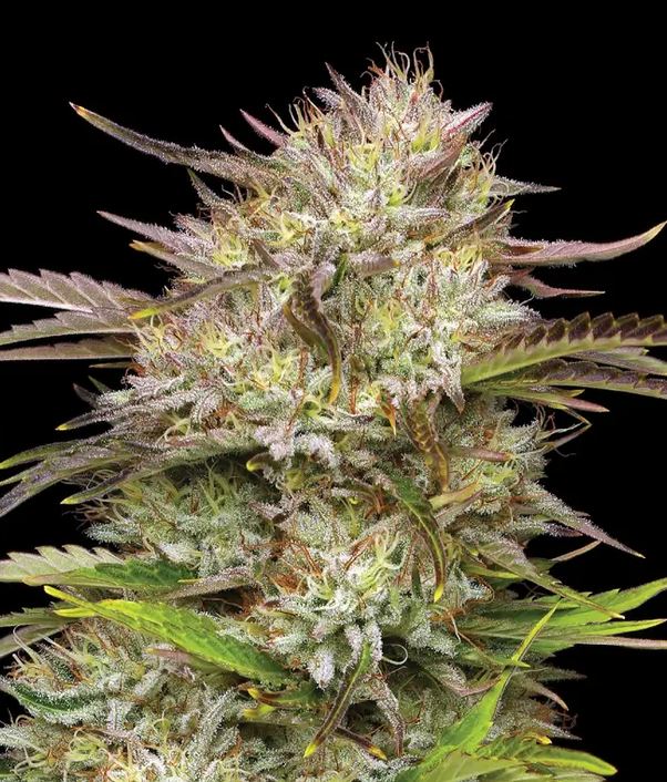 Humbold Seed Co – California Haze x5 Fem