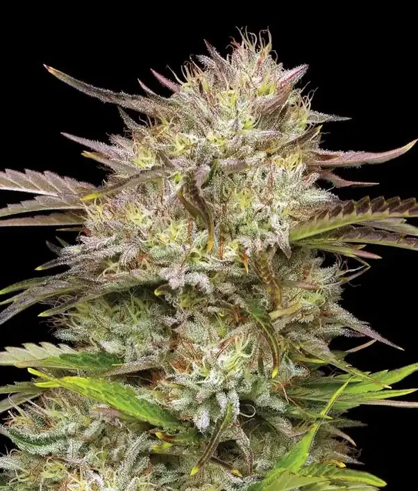 Humbold Seed Co – California Haze x5 Fem