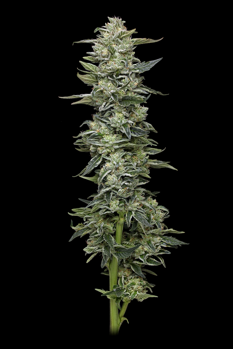 Humbold Seed Co – Honey Bear x5 Fem