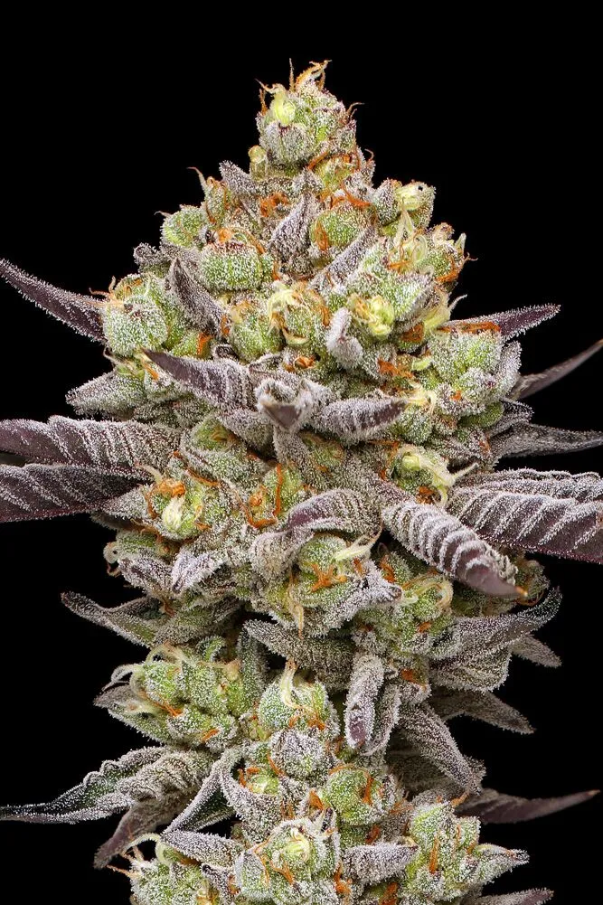 Humbold Seed Co – Hyper Za x5 Fem