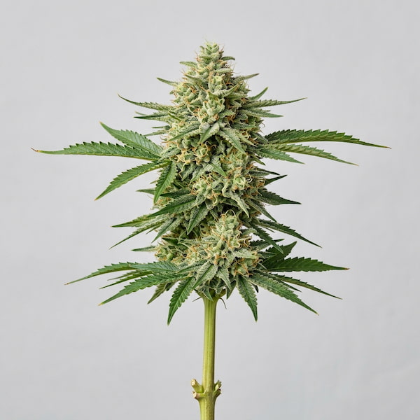 Bask Triangle Farms – Banana Pil Pil x5 Fem + 3 Freebies