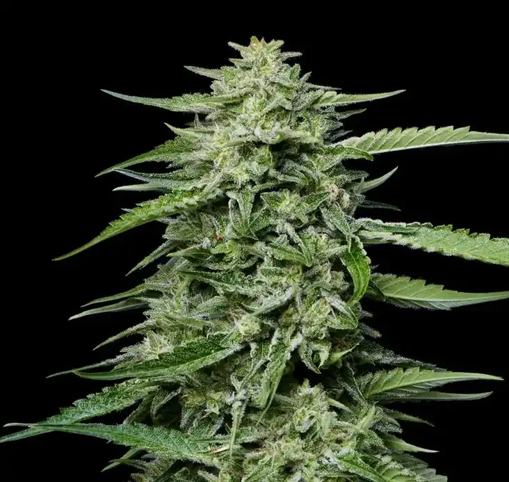 Humbold Seed Co – Blueberry Honey x5 Fem
