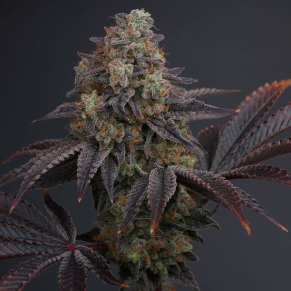Bask Triangle Farms – Citrus Hashquake x5 Fem + 3 Freebies