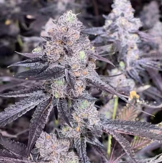 Bask Triangle Farms – Cosmic Banger x5 Fem + 3 Freebies