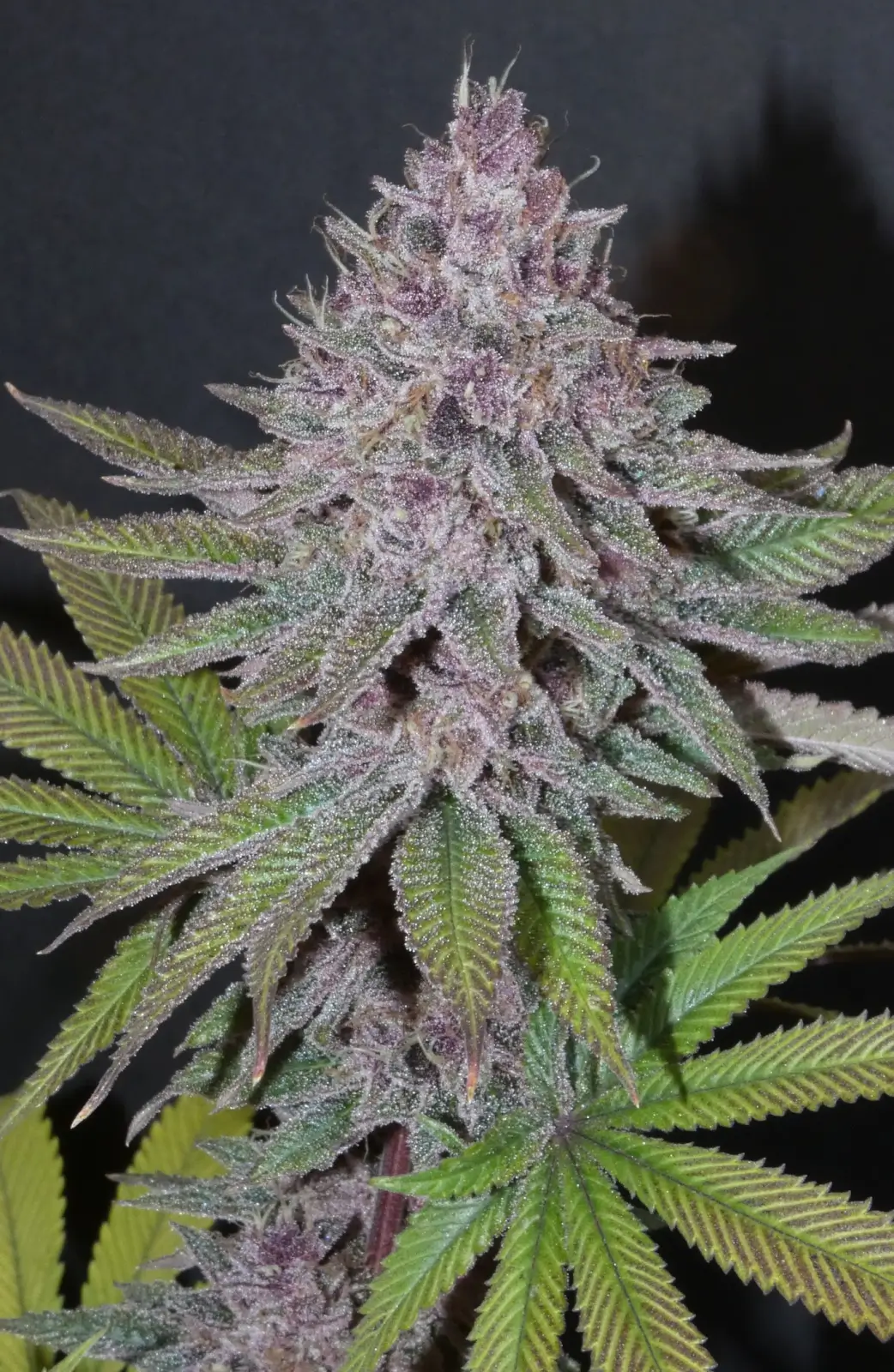 Bask Triangle Farms - Forbidden Boof x5 Fem + 3 Freebies