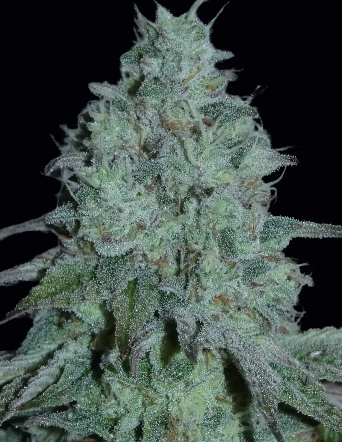 Bask Triangle Farms - Fritter Burguer x5 Fem + 3 Freebies