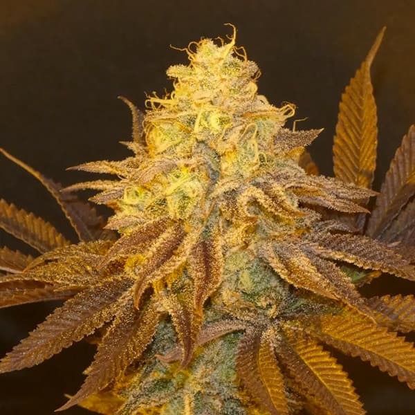 Bask Triangle Farms – Fruit Popz x5 Fem + 3 Freebies