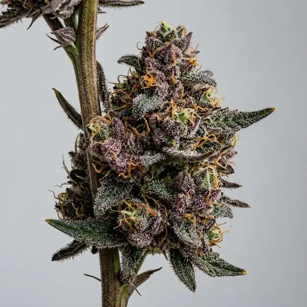 Bask Triangle Farms - Garlic Drama x5 Fem + 3 Freebies