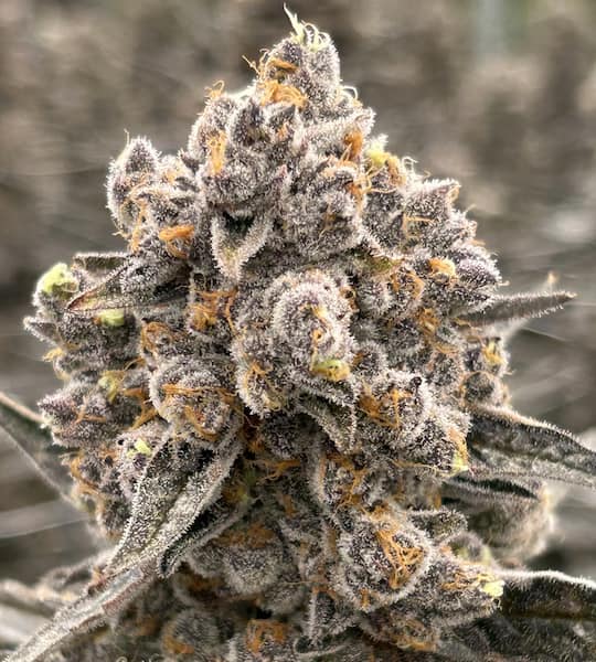 Bask Triangle Farms – Kilombo x5 Fem + 3 Freebies
