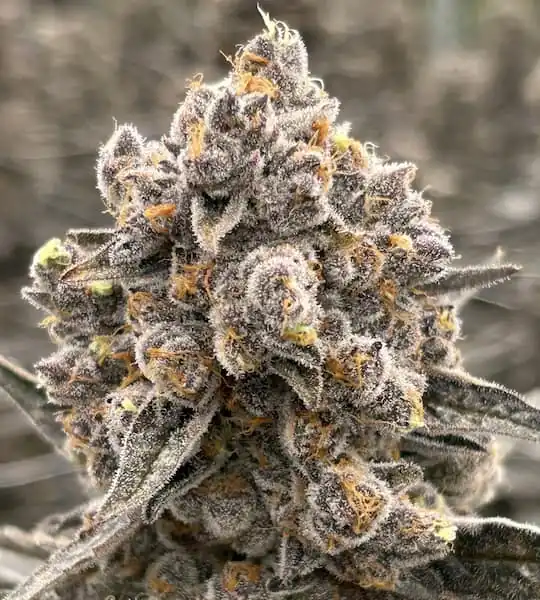 Bask Triangle Farms - Kilombo x5 Fem + 3 Freebies