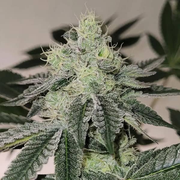 Bask Triangle Farms – Mandy Burguer x5 Fem + 3 Freebies