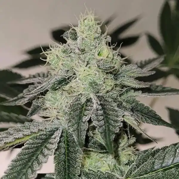 Bask Triangle Farms - Mandy Burguer x5 Fem + 3 Freebies