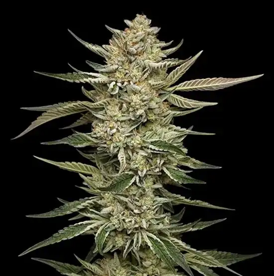Humbold Seed Co – Og Triploid autoflower x3