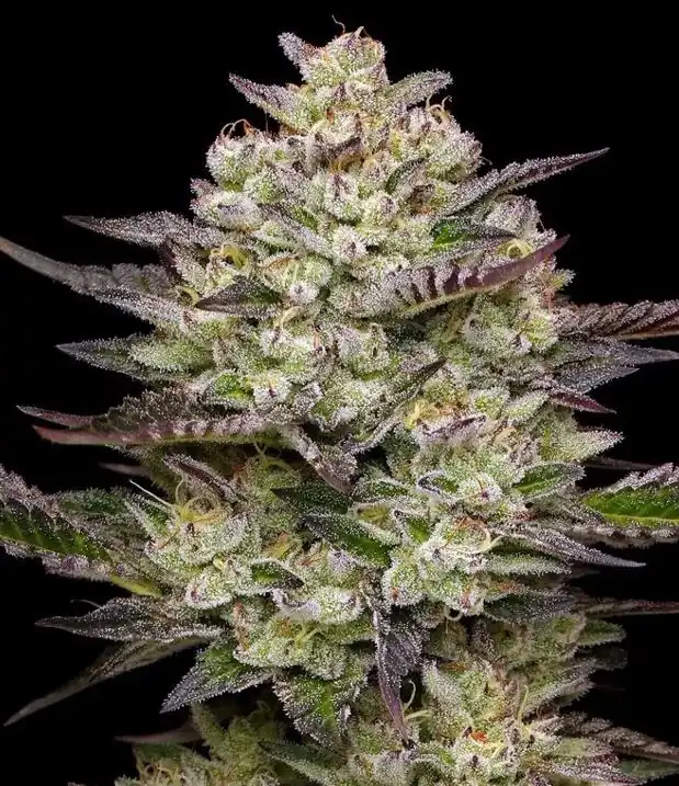 Humbold Seed Co - Puff Pastry x5 Fem