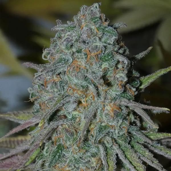 Bask Triangle Farms – Rainboof x5 Fem + 3 Freebies