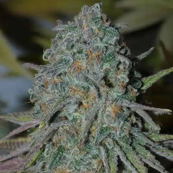 Bask Triangle Farms - Rainboof x5 Fem + 3 Freebies