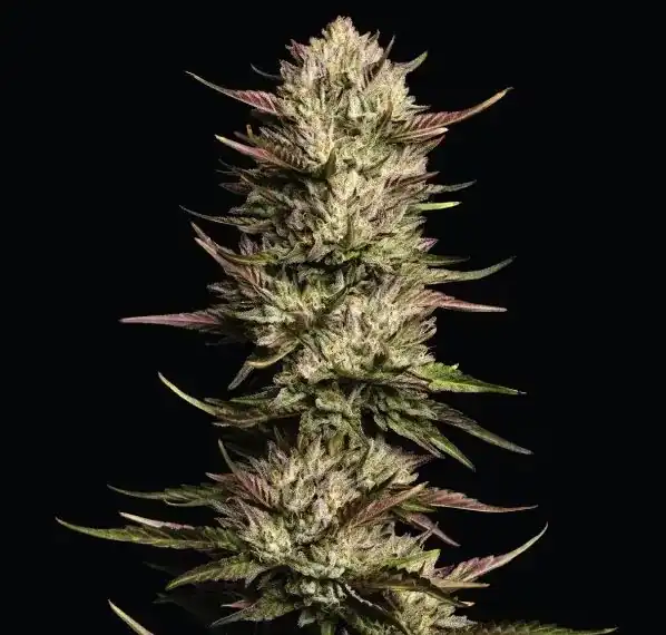 Humbold Seed Co – California Octane Triploid x3
