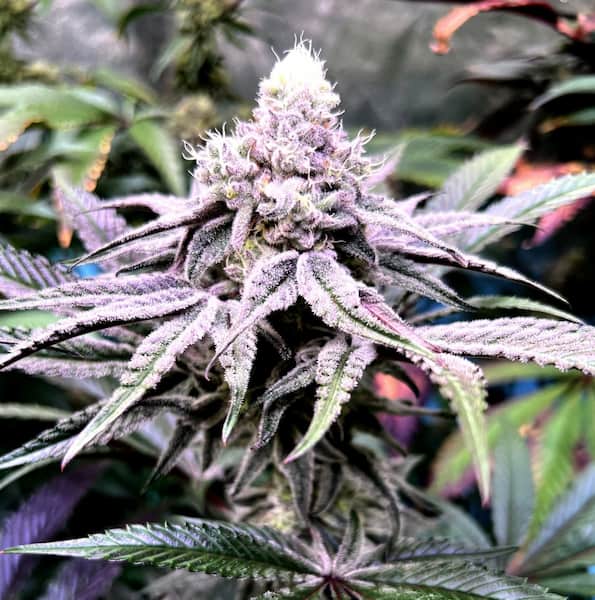 Bask Triangle Farms – Uva Gump x5 Fem + 3 Freebies