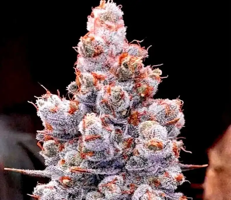 Ethos Genetics – Banana Jealousy Auto RF3  x5