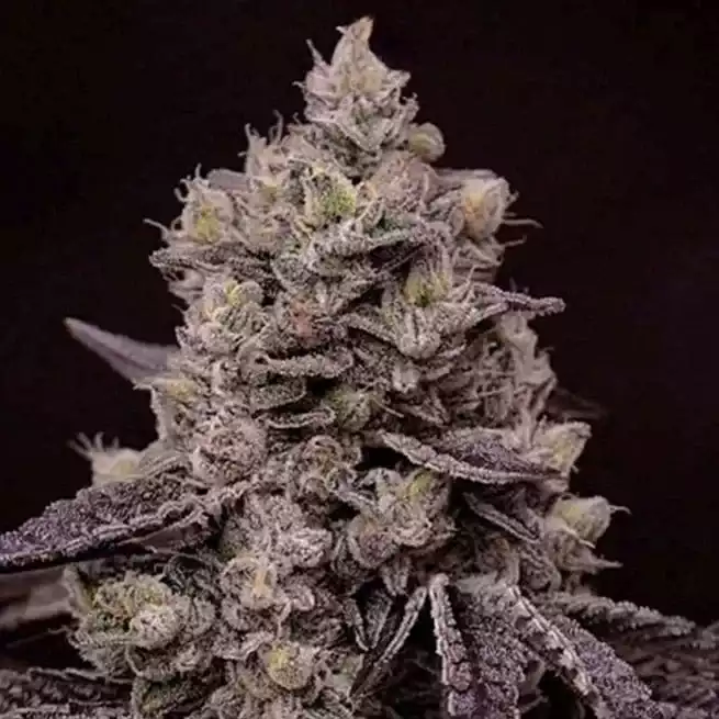 Ethos Genetics - Fanta Sea x5 Fem