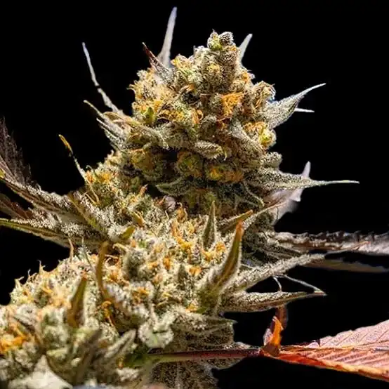 Ethos Genetics - Lemon Berry Candy OG R2 x5 Fem