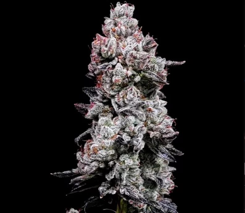Ethos Genetics – Lemon Cherry Gelato Auto R3 x5 Fem