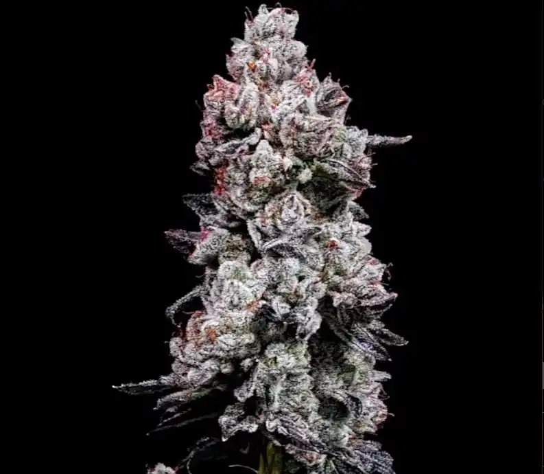 Ethos Genetics – Lemon Cherry Gelato Auto R3 x5 Fem