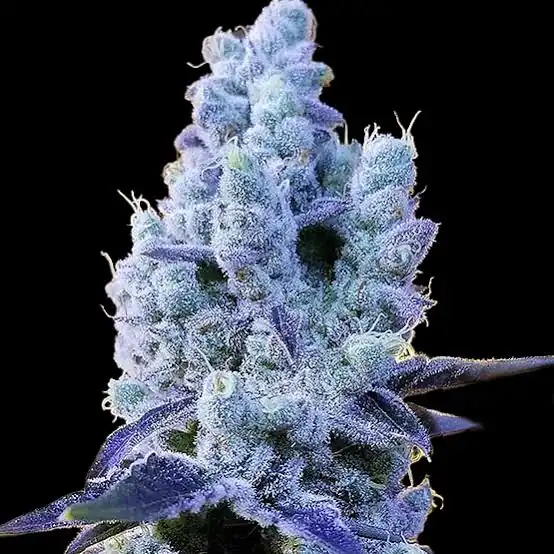 Ethos Genetics - Mandarin Cookies V2 x5 Fem