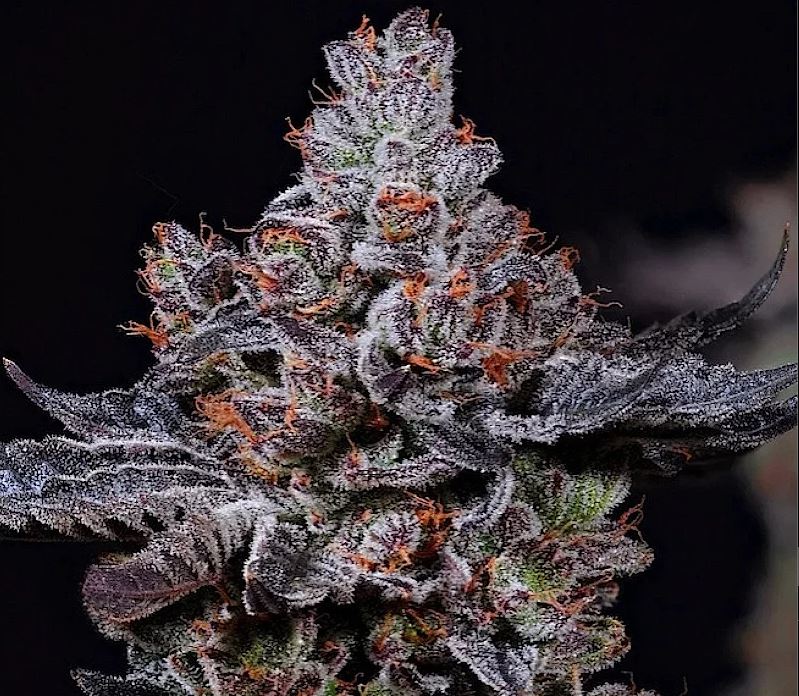 Ethos Genetics – Mookie B R1 x5 Fem