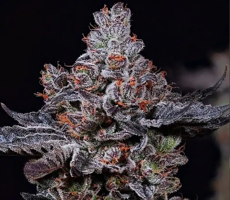 Ethos Genetics - Mookie B R1 x5 Fem