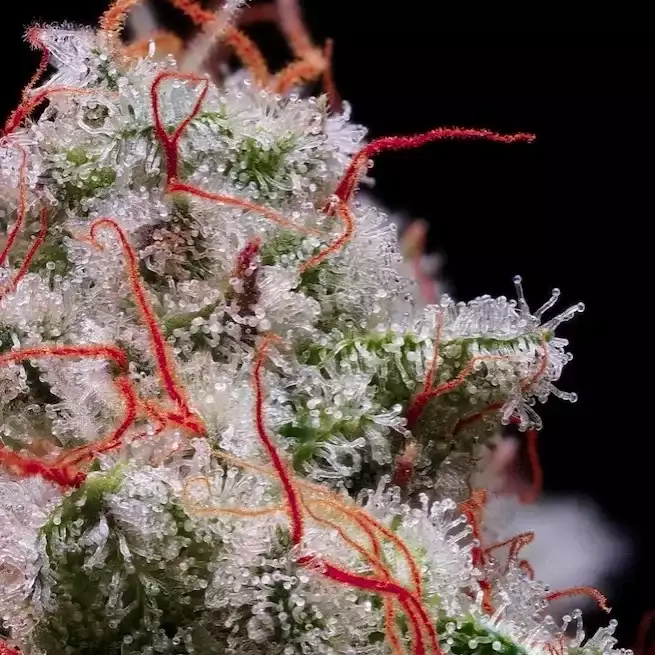 Ethos Genetics - Peach Crescendo AUTO RF3 x5